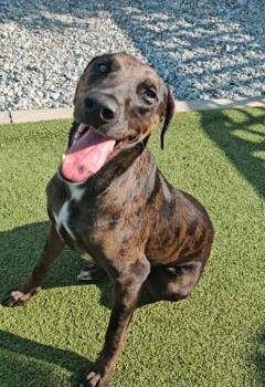 Rescue Mixed Breed Dogs for Adoption in Port St. Joe, Florida - Willow | PetCurious