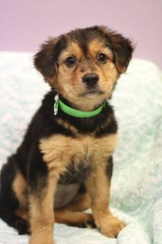 Aquamarine in NH. Come Meet our Adoptable Dogs Wednesday-Saturda -  Shepherd Dog for Adoption in Manchester, New Hampshire - Aquamarine In NH. Come Meet Our Adoptable Dogs Wednesday-Saturda | PetCurious