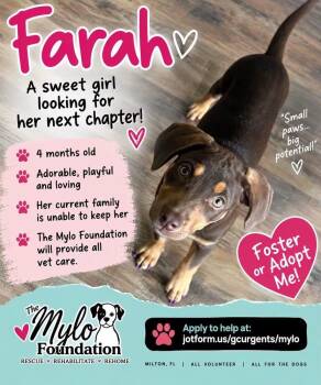 Farrah -  Hound Dog for Adoption in Milton, Florida - Farrah | PetCurious