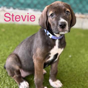 STEVIE -  Labrador Retriever Dog for Adoption in West Palm Beach, Florida - STEVIE | PetCurious