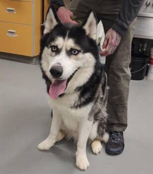 Siberian Husky and Mixed Breed Dogs Available for Adoption - GILMORE | PetCurious