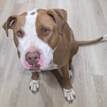 Mixed Breed Dogs Available for Adoption in Philadelphia, Pennsylvania - Kingsley | PetCurious