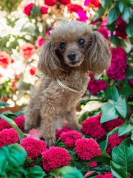 Lorretta -  Miniature Poodle Dog for Adoption in Las Vegas, Nevada - Lorretta | PetCurious