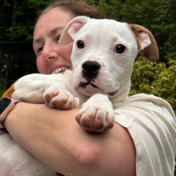 NY NooNoo avail Jul 3 (Rev250 Patterson NY) -  Boxer and American Bulldog Dog for Adoption in Stormville, New York - NY NooNoo Avail Jul 3 (Rev250 Patterson NY) | PetCurious