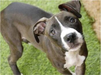 Zack - 1 -  American Staffordshire Terrier and Mixed Breed Dog for Adoption in Daytona Beach, Florida - Zack - 1 | PetCurious