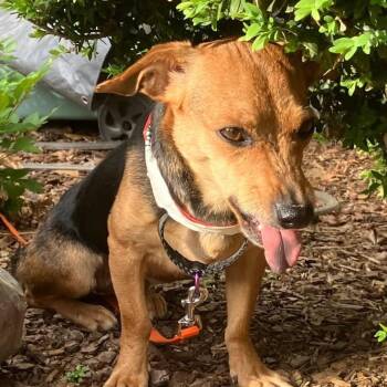 Mixed Breed Dogs Available for Adoption - Vancouver | PetCurious