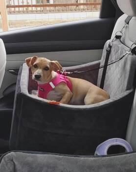 London -  Fox Terrier Dog for Adoption in Seguin, Texas - London | PetCurious