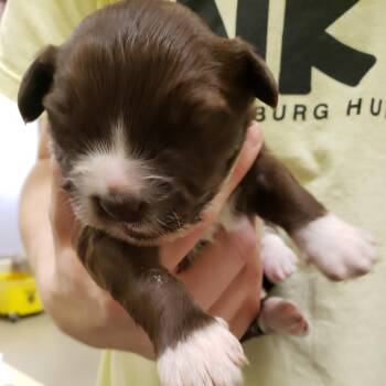 Littleman -  Terrier Dog for Adoption in Lynchburg, Virginia - Littleman | PetCurious