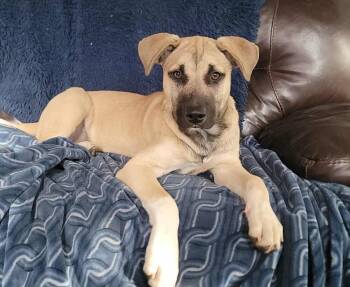 Rescue Anatolian Shepherd and Black Mouth Cur Dogs for Adoption in West Peoria, Illinois - Atticus | PetCurious