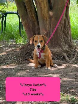 Tanya -  Rhodesian Ridgeback Dog for Adoption in Syracuse, New York - Tanya | PetCurious