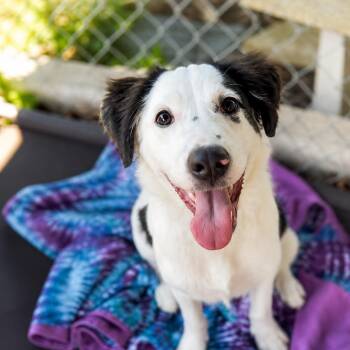 Knicknack -  Mixed Breed Dog for Adoption - Knicknack | PetCurious