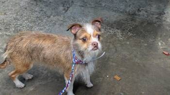 Poppi -  Chihuahua Dog for Adoption in Evansville, Indiana - Poppi | PetCurious