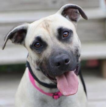 Black Mouth Cur Dogs Available for Adoption in Kansas City, Kansas - Bridget (AO36322) | PetCurious