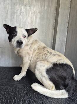 American Staffordshire Terrier Dogs Available for Adoption in San Antonio, Texas - PEAS | PetCurious