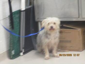 (314) -  Terrier Dog for Adoption in Marietta, Georgia - (314) | PetCurious