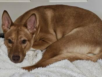 Rescue Mixed Breed Dogs for Adoption in Vassalboro, Maine - Maddie | PetCurious