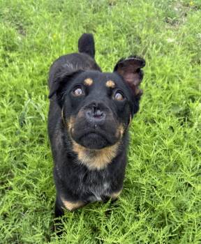 Pup Cup -  Labrador Retriever Dog Available for Adoption in Long Beach, California - Pup Cup | PetCurious