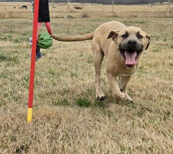 Mastiff Dogs Available for Adoption - Meg | PetCurious