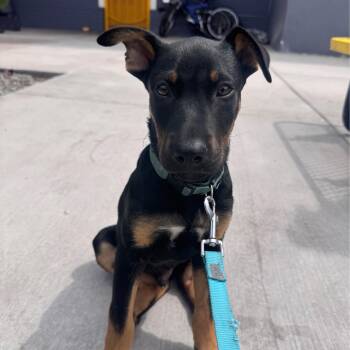 Shepherd and Labrador Retriever Dogs Available for Adoption in San Diego, California - Flint | PetCurious