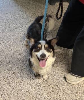 RANGER (Rescue welcome) -  Corgi Dog for Adoption in Wyandotte, Michigan - RANGER (Rescue Welcome) | PetCurious