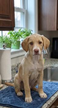 Labrador Retriever and Great Pyrenees Dogs Available for Adoption - **CLEMSON** | PetCurious