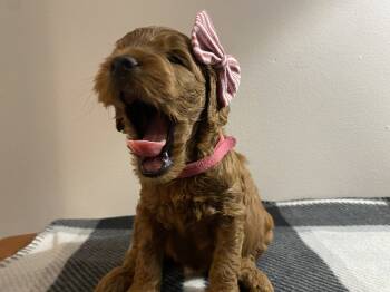 Little Lady -  Goldendoodle Dog for Adoption in Davidsonville, Maryland - Little Lady | PetCurious