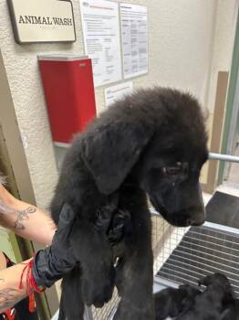 Tow Mater -  Black Labrador Retriever Dog for Adoption in Hobbs, New Mexico - Tow Mater | PetCurious