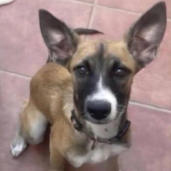 Churro -  German Shepherd Dog Dog for Adoption in Sunderland, Maryland - Churro | PetCurious