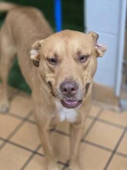 Pit Bull Terrier and Mixed Breed Dogs Available for Adoption in Gainesville, Florida - Bow | PetCurious