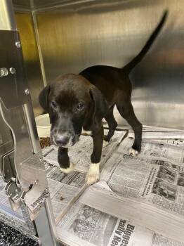 Jr. -  Mixed Breed Dog for Adoption in Jackson, Tennessee - Jr. | PetCurious