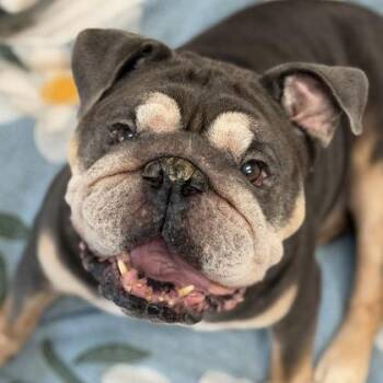 Big Boy -  English Bulldog Dog for Adoption in Sacramento, California - Big Boy | PetCurious