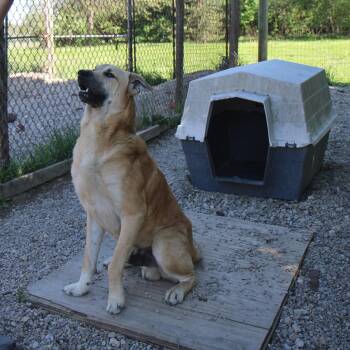 Shepherd Dogs Available for Adoption in Plain City, Ohio - Gus | PetCurious