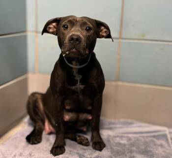 KATARINA -  Staffordshire Bull Terrier and Mixed Breed Dog for Adoption in Houston, Texas - KATARINA | PetCurious
