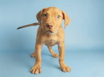 COLESLAW -  Pit Bull Terrier Dog for Adoption in Phoenix, Arizona - COLESLAW | PetCurious