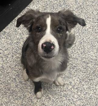 Maverick -  Australian Shepherd Dog for Adoption in Golden, Colorado - Maverick | PetCurious
