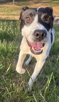 Pointer and Hound Dogs Available for Adoption - Daisy | PetCurious