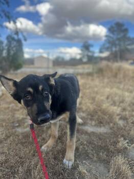 German Shepherd Dog Dogs Available for Adoption in Roseville, California - Mitch | PetCurious