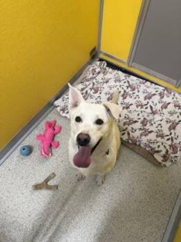 Rexa -  German Shepherd Dog and Labrador Retriever Dog for Adoption in Pequot Lakes, Minnesota - Rexa | PetCurious