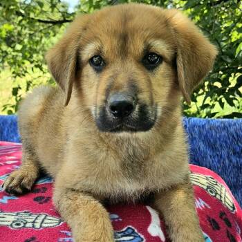 Smeagle -  Shepherd and Mixed Breed Dog for Adoption in Pelham, New Hampshire - Smeagle | PetCurious