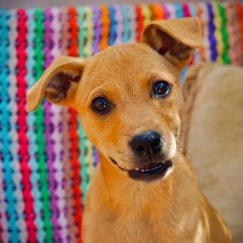 Bentley -  Shepherd and Mixed Breed Dog for Adoption in San Diego, California - Bentley | PetCurious