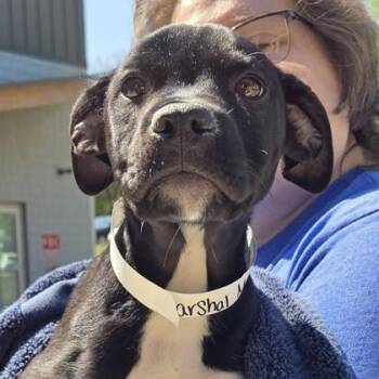 Marshal Mathers -  Labrador Retriever and Mixed Breed Dog Available for Adoption in Voorhees Township, New Jersey - Marshal Mathers | PetCurious