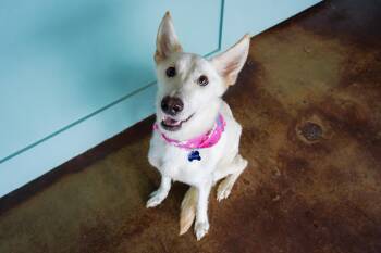 Husky Dogs Available for Adoption in San Antonio, Texas - Frida | PetCurious