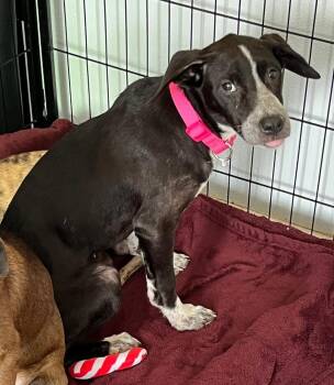Catahoula Leopard Dog Dogs Available for Adoption in Lakeland, Florida - Armi | PetCurious
