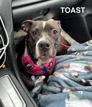 Mixed Breed Dogs Available for Adoption in Flint, Michigan - Toast | PetCurious