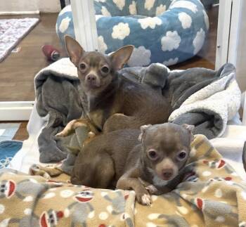 Butters -  Chihuahua Dog for Adoption in Irwin, Pennsylvania - Butters | PetCurious