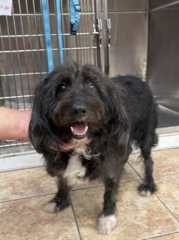 Stella Rose -  Mixed Breed Dog for Adoption in New York, New York - Stella Rose | PetCurious