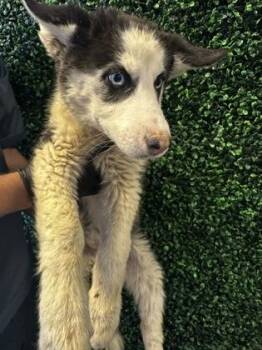 Siberian Husky and Mixed Breed Dogs Available for Adoption in El Paso, Texas - 60844118 | PetCurious