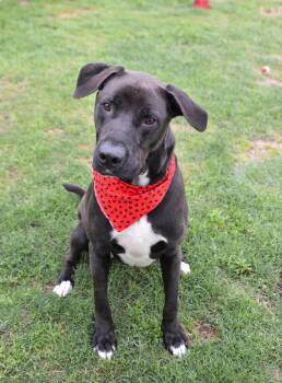 Labrador Retriever Dogs Available for Adoption in Mckinney, Texas - Midnight | PetCurious