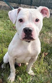 Stitch -  American Bully Dog for Adoption in Mckeesport, Pennsylvania - Stitch | PetCurious