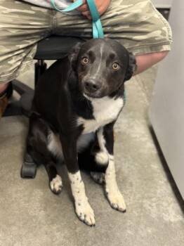 Border Collie and Mixed Breed Dogs Available for Adoption in Bowling Green, Kentucky - Denver | PetCurious
